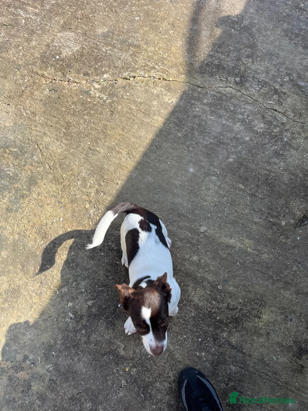 Jack Russell dogs for sale: Jack Russel puppy  in Lingfield - Advert 8
