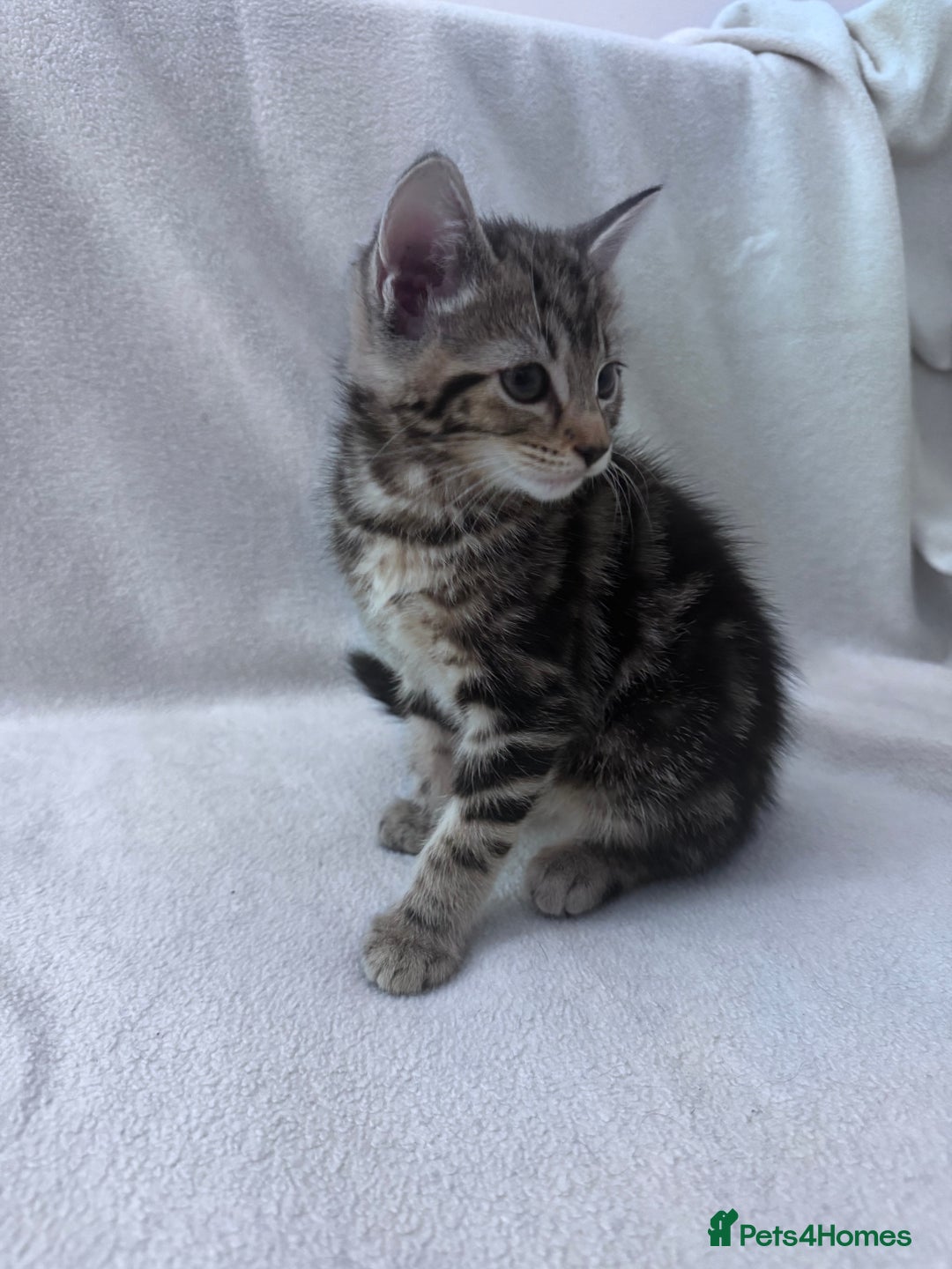 Mixed Breed cats for sale: Cute kittens looking for nice home  - Image 28
