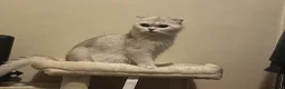 Scottish Fold cats for sale: Scottish Fold/Straight - Advert 4