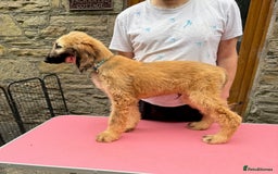 Afghan Hound dogs for sale: Afghan Hound Litter  - Image 14