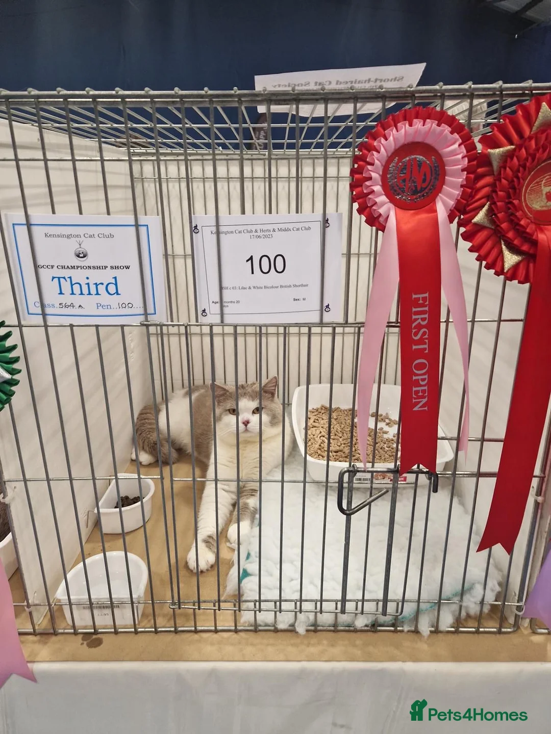 British Shorthair cats for stud: 2 BSH FOR STUD CH LILAC BI COLOUR AND BLUE POINT  - Advert 14