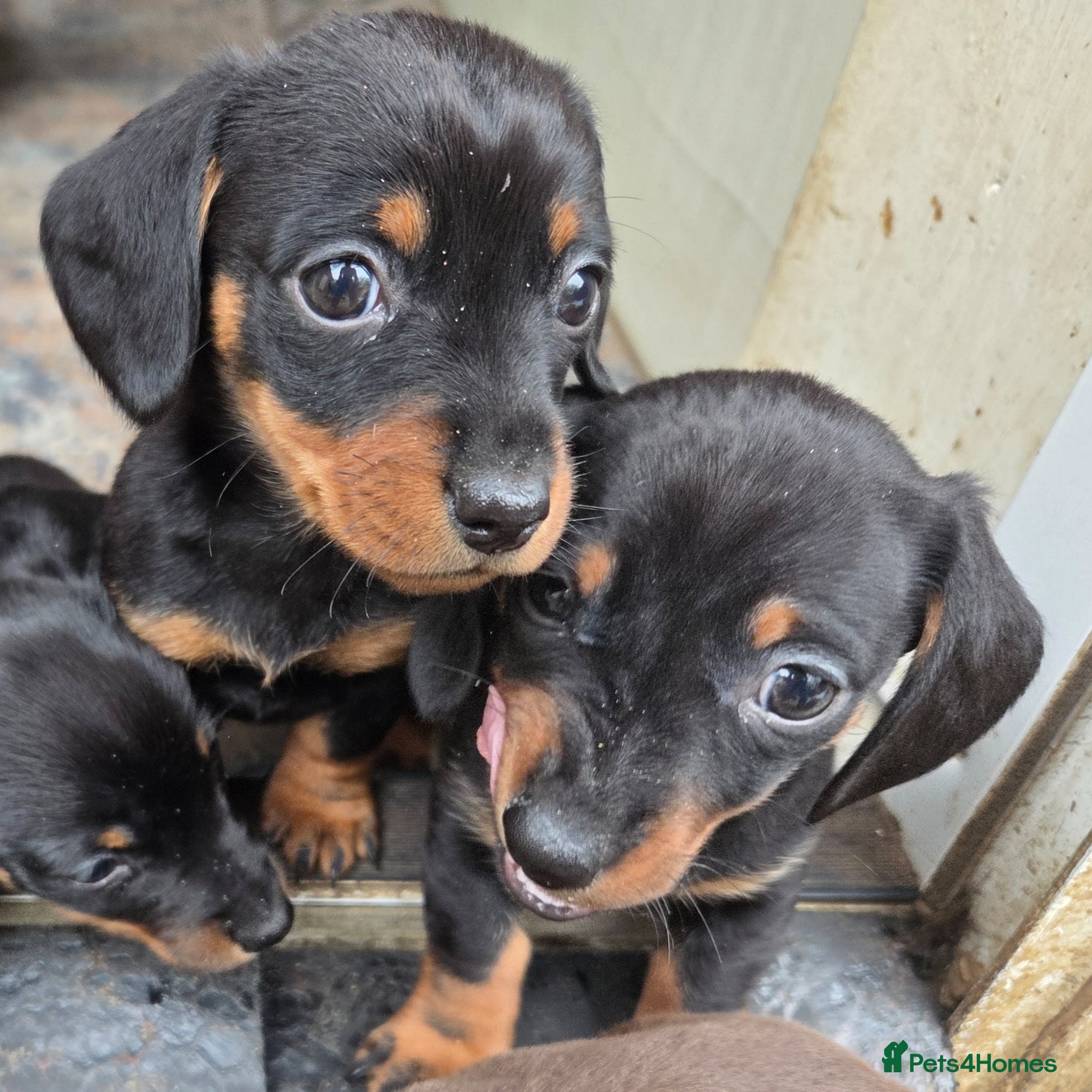Miniature Dachshund dogs **1 girl left** Miniature Dachshunds - Advert 2