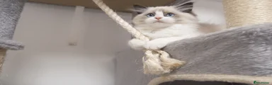 Ragdoll 2