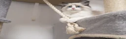 Ragdoll cats for sale: Champion Chunky Ragdoll Kittens-Famous R Bloodline - Advert 10