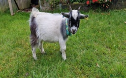 Goats livestock for sale: Pygmy goats wethers  - Advert 2