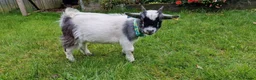 Goats livestock for sale: Pygmy goats wethers  - Advert 2