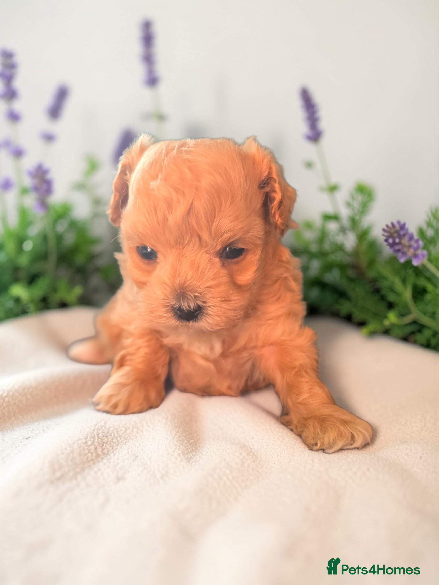 Maltipoo dogs Beautiful F1 maltipoo looking forever home ❤️🐶 - Advert 6