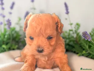 Maltipoo dogs Beautiful F1 maltipoo looking forever home ❤️🐶 - Advert 6