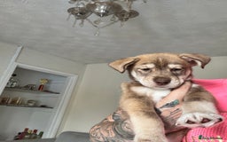Mixed Breed dogs for sale: Husky x cocker spaniel puppies  - Image 7