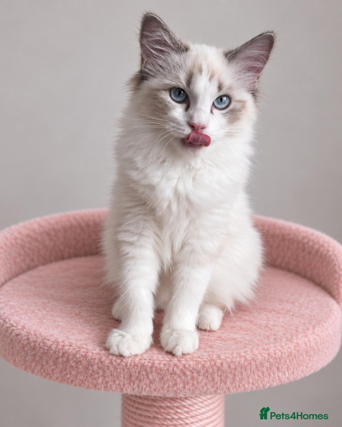 Ragdoll cats 🐾 Beautiful Ragdoll Kittens for Sale 🐾 - Advert 1