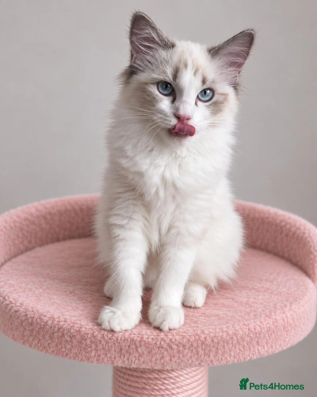 Ragdoll cats for sale: 🐾 Beautiful Ragdoll Kittens for Sale 🐾 - Advert 1