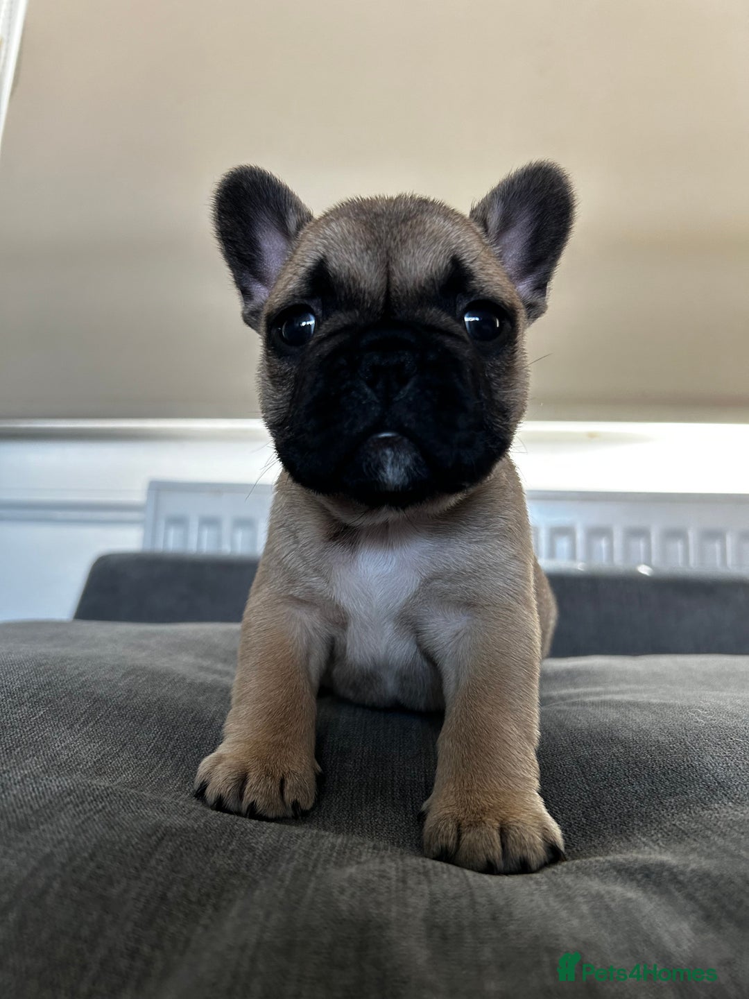 French Bulldog dogs for sale: FrenchAngels 👼🏼🐾 - Image 27