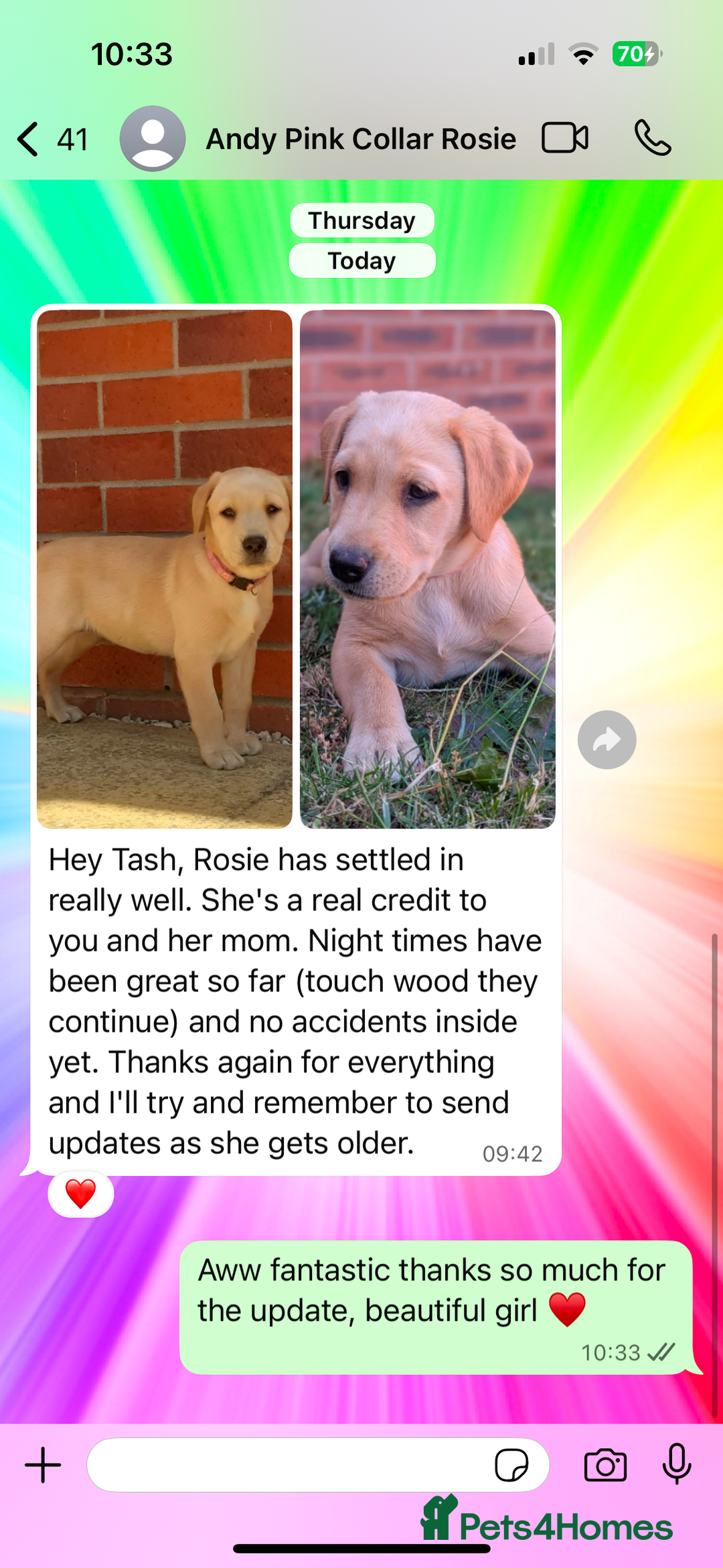 Labrador Retriever dogs for sale: Ready now!! KC Fox Red & Black Labrador Puppies - Image 7