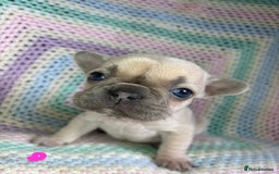 French Bulldog dogs for sale: 6 beautiful French bulldog puppies.  - Image 3