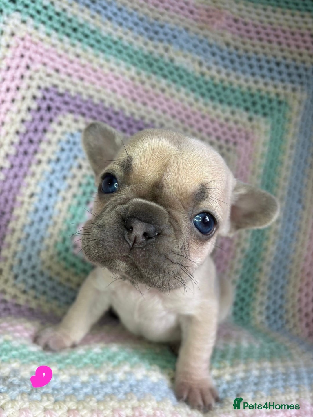 French Bulldog dogs for sale: 6 beautiful French bulldog puppies.  - Image 3