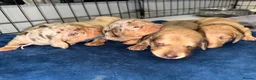 Miniature Dachshund dogs for sale: Isabella & cream dapple puppies  in Barnsley - Advert 8