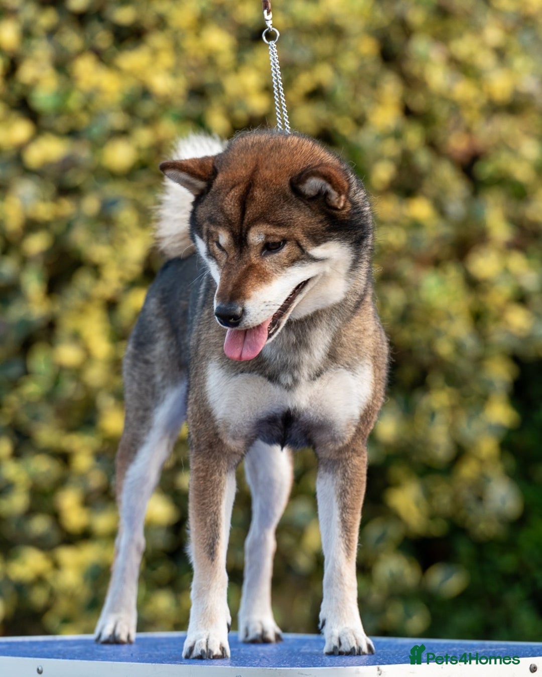 Japanese Shiba Inu dogs for sale: “LAST SESAME BOY  • Champion Broadlands Lineage” - Image 8