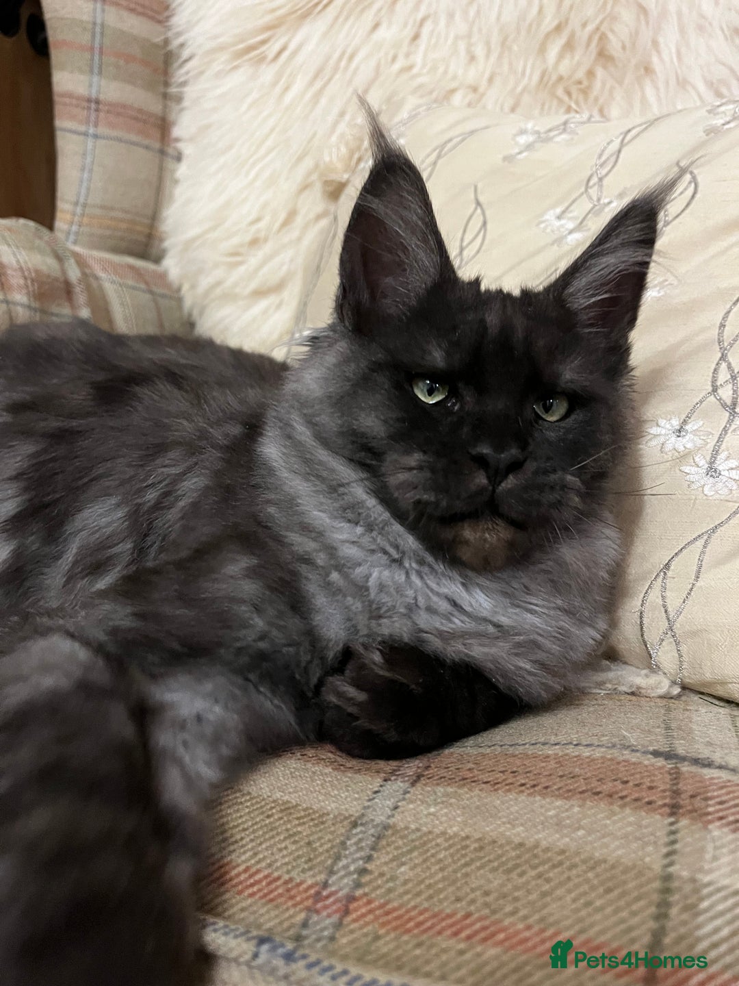 Maine Coon cats for sale: ⭐️Beautiful Maine Coon Kittens⭐️ - Image 2