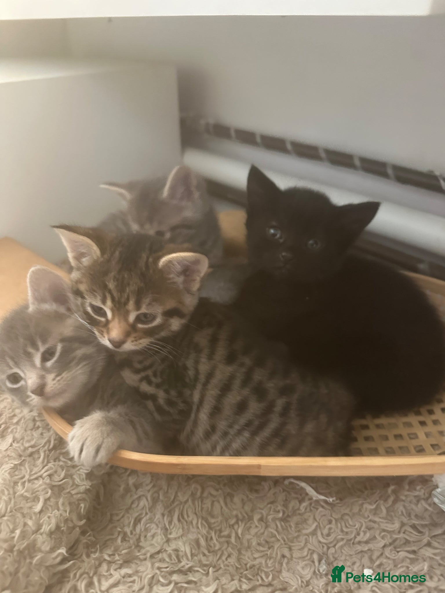 Mixed Breed cats Make and female kittens  - Advert 5