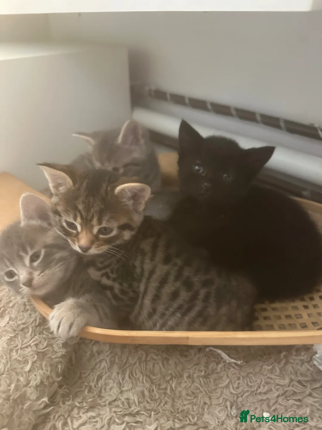 Mixed Breed cats for sale: Make and female kittens  - Advert 1
