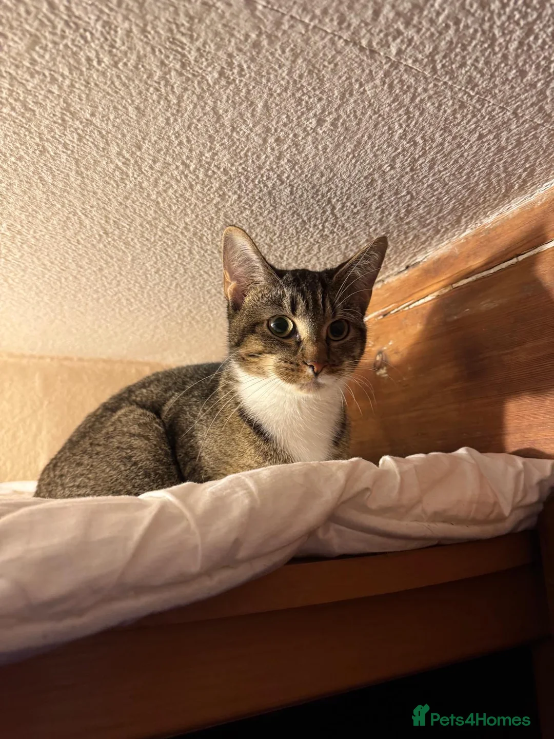 Mixed Breed cats for sale: Lovely young female cat fro adoption! - Advert 4