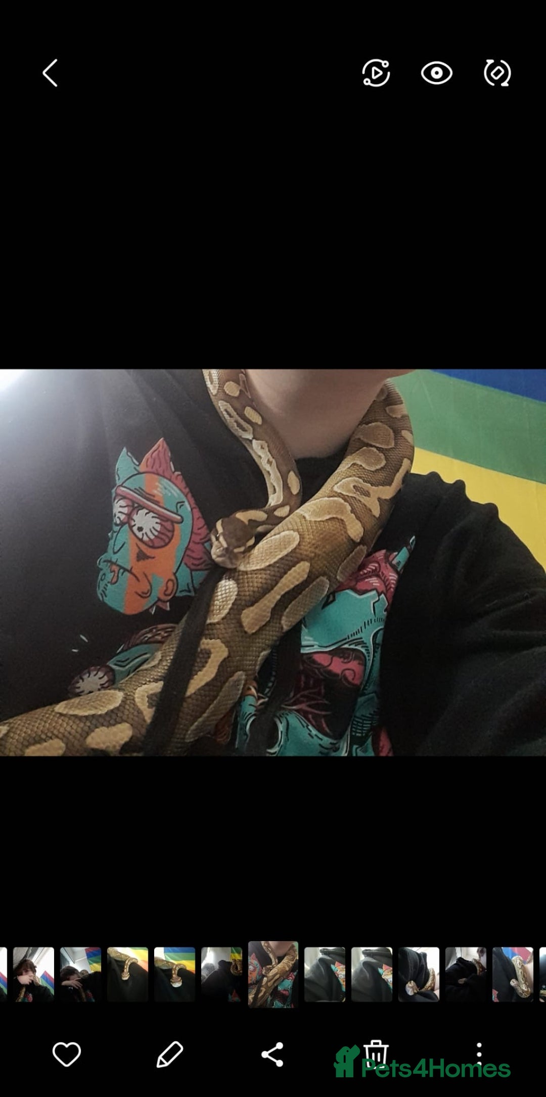 Snake reptiles for sale: Royal Python & enclosure  - Image 7