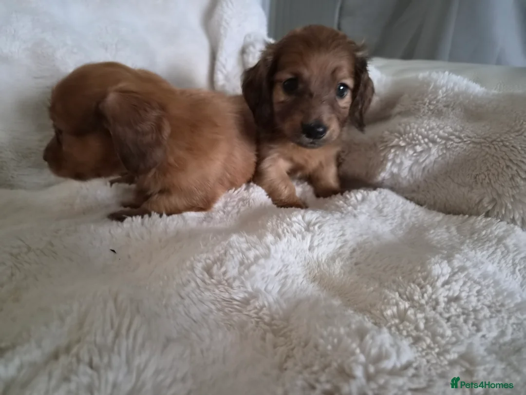 Miniature Dachshund dogs for sale: Longhaird Miniature dachshund puppys - Advert 2