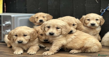 Golden Retriever dogs - Advert 2