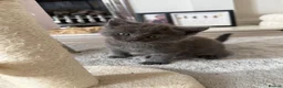 Maine Coon cats for sale: Beautiful 100% Maine coin kittens - Advert 28