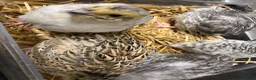 Mixed Breed birds for sale: 5 quail chicks  in Manchester - Advert 2