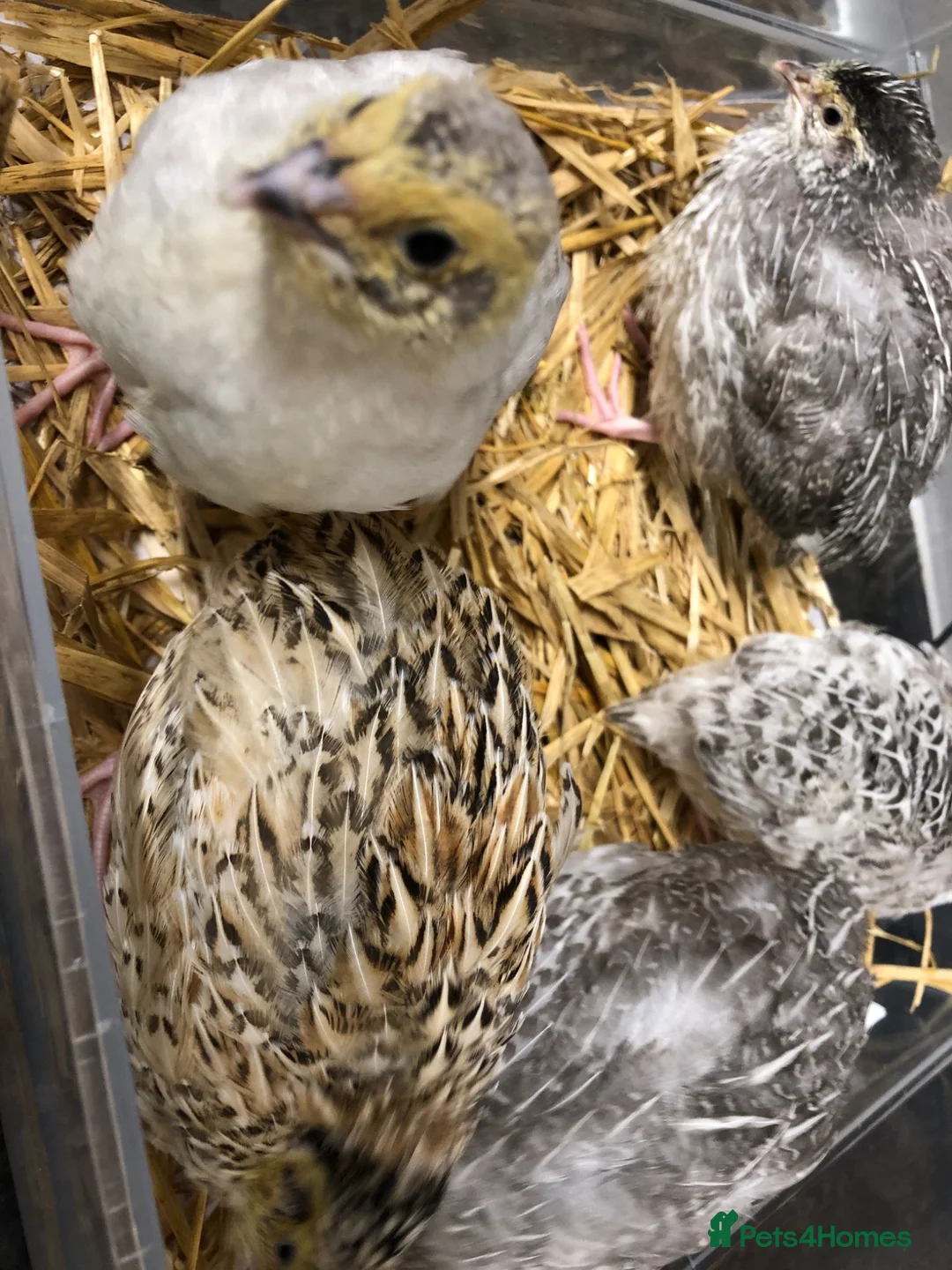 Mixed Breed birds for sale: 5 quail chicks  in Manchester - Advert 2