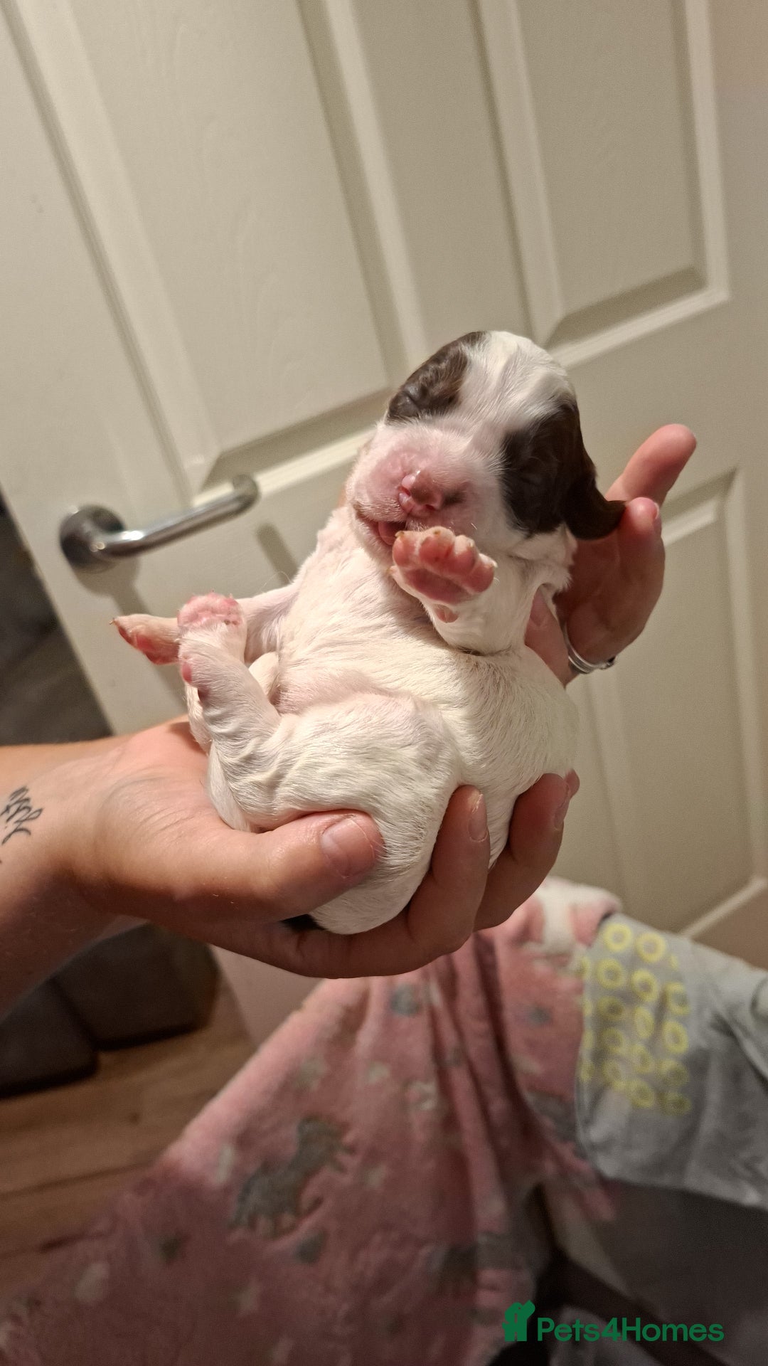 Mixed Breed dogs for sale: Beautiful Clumber spaniel x sprockers  - Image 21