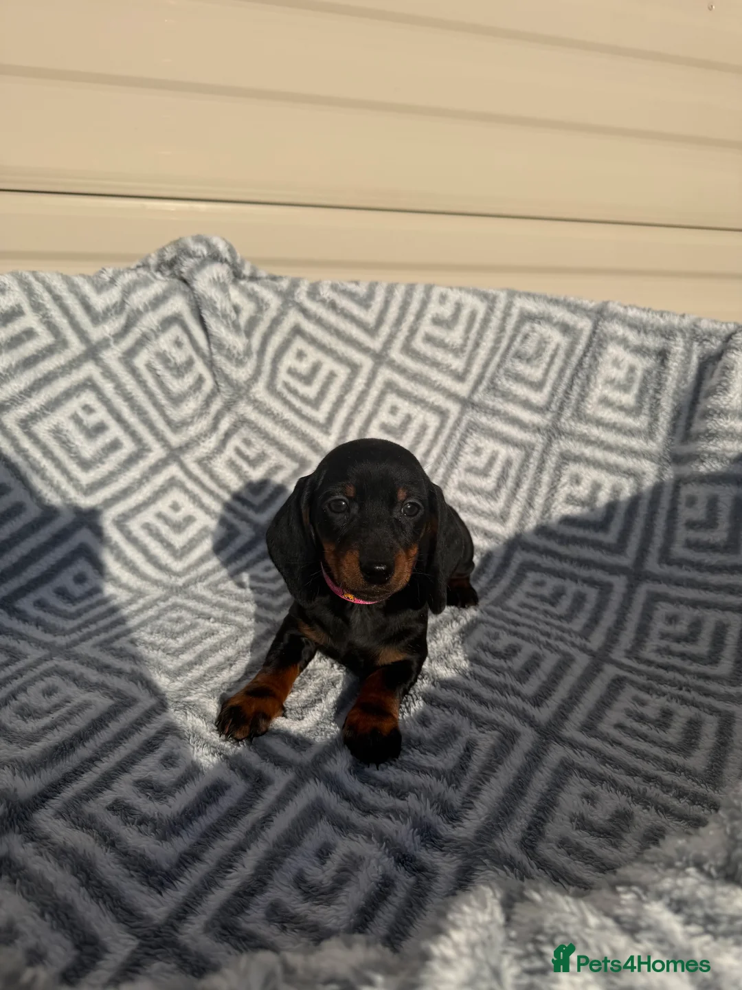 Miniature Dachshund dogs for sale: Dachshund Puppies Ready To Leave  - Advert 3