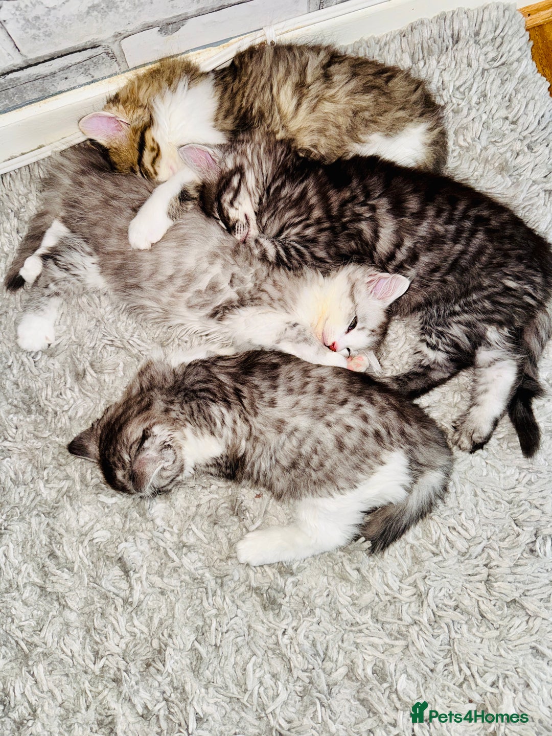 Norwegian Forest Cat cats for sale: Gorgeous Kittens Ready for Their Forever Homes 🐾 - Advert 7