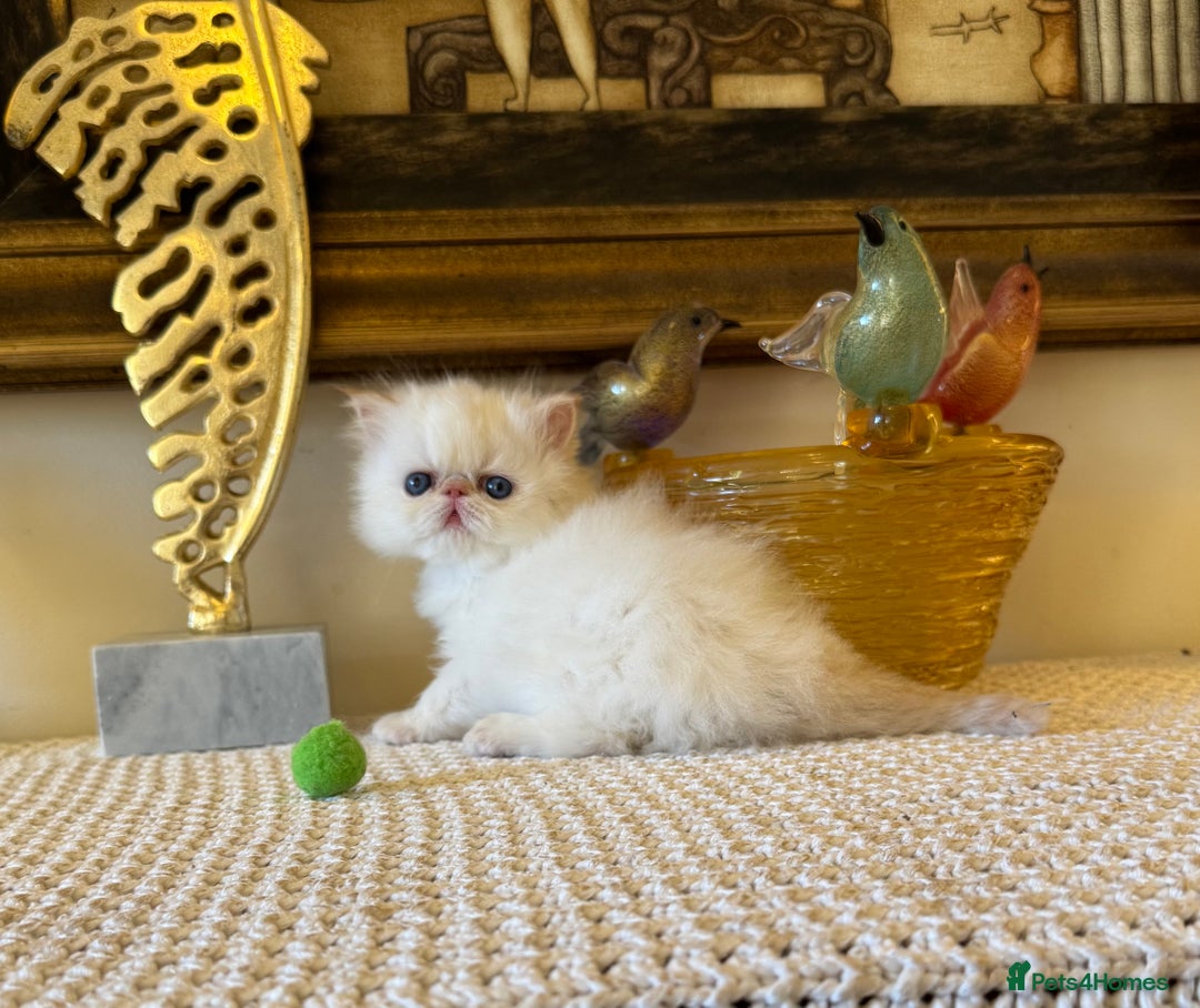 Persian cats for sale: Stunning TICA Blue Eye Persian Babies  - Advert 2