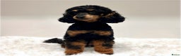 Miniature Poodle dogs for sale: 🌟KC Phantom Miniature Poodle Champion Lines🌟 - Advert 3