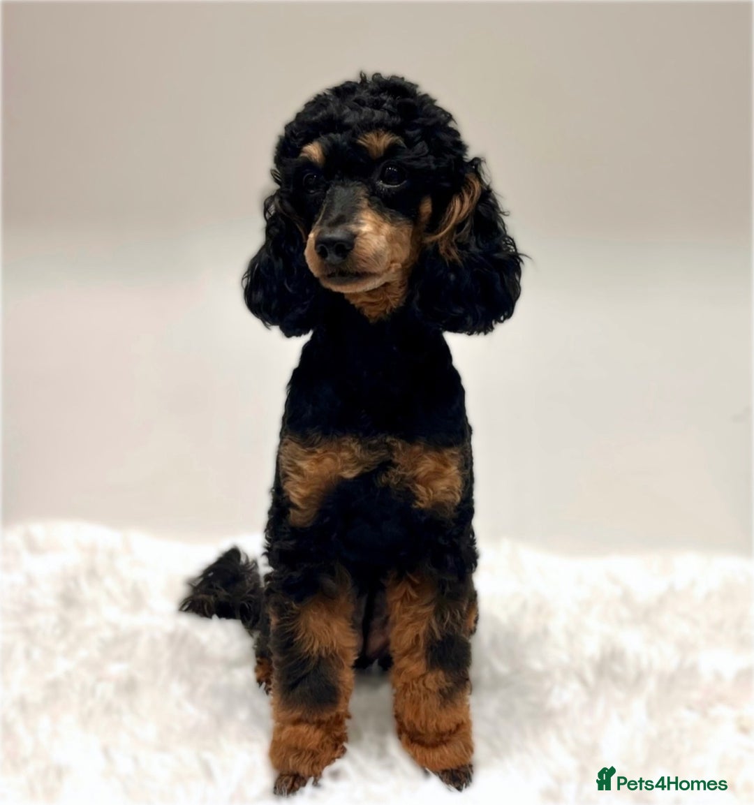 Miniature Poodle dogs for sale: 🌟KC Phantom Miniature Poodle Champion Lines🌟 - Advert 3