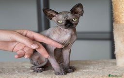 Sphynx cats for sale: Champion sphynx kitten - Image 5