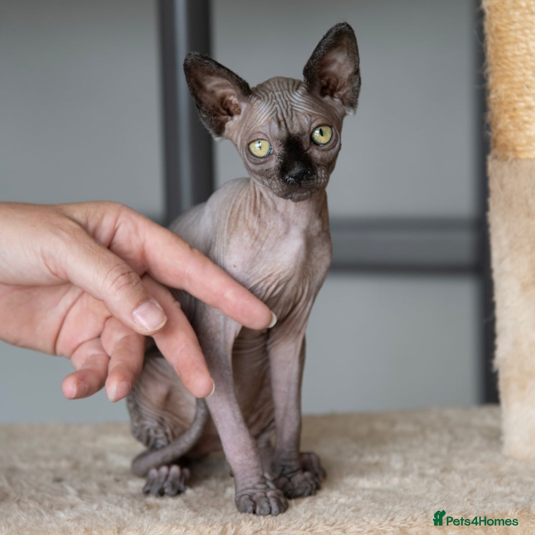 Sphynx cats for sale: Champion sphynx kitten - Image 5