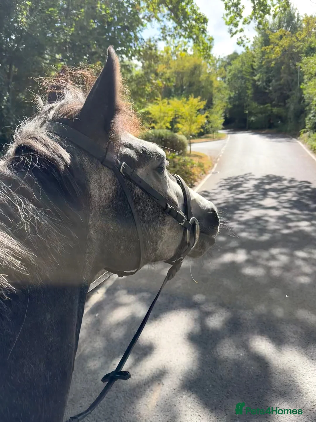 Connemara horses for sale: Grey Connemara mare  - Advert 4