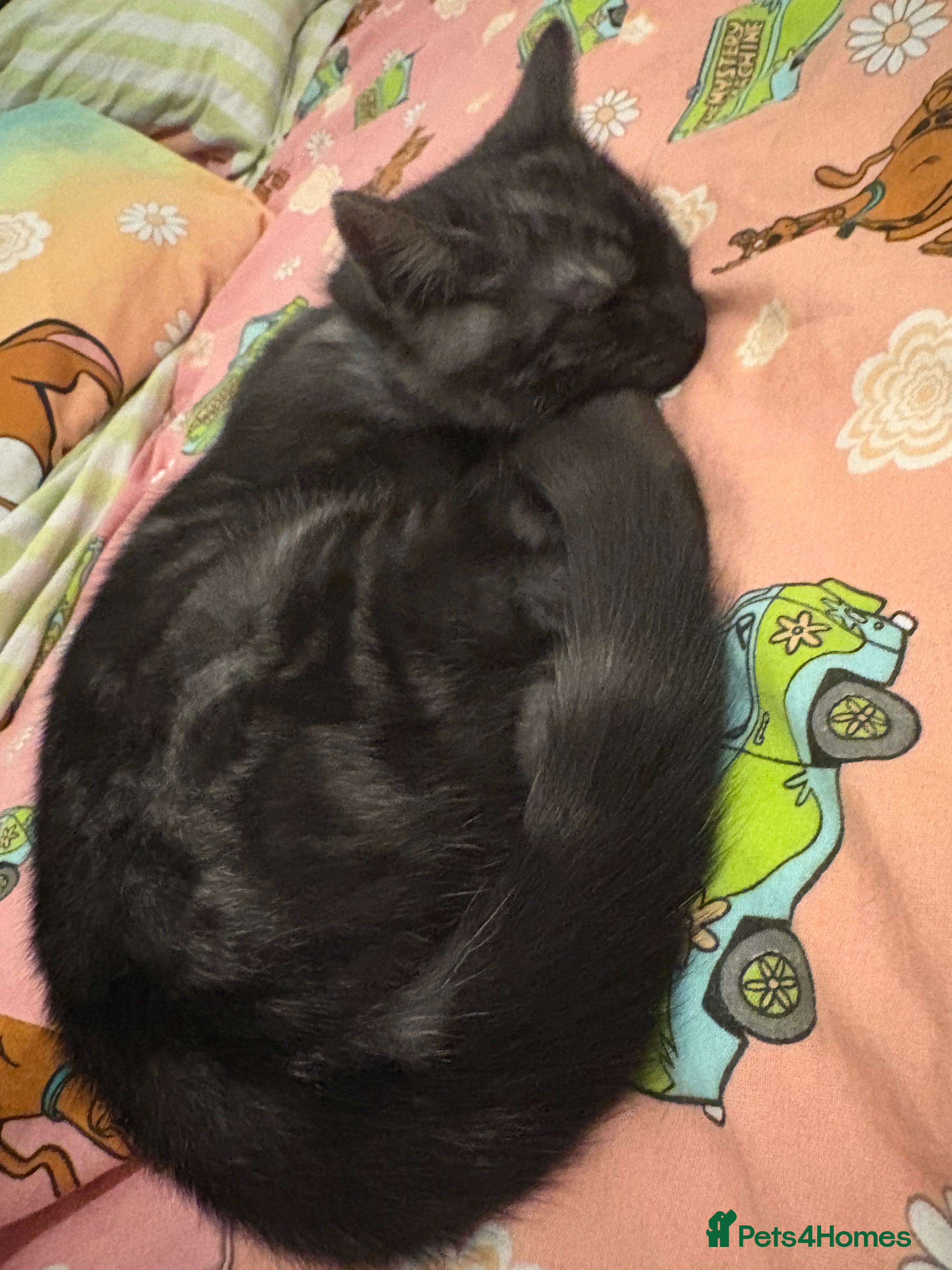 Mixed Breed cats 1 male left - Advert 8