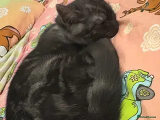 Mixed Breed cats 1 male left - Advert 8