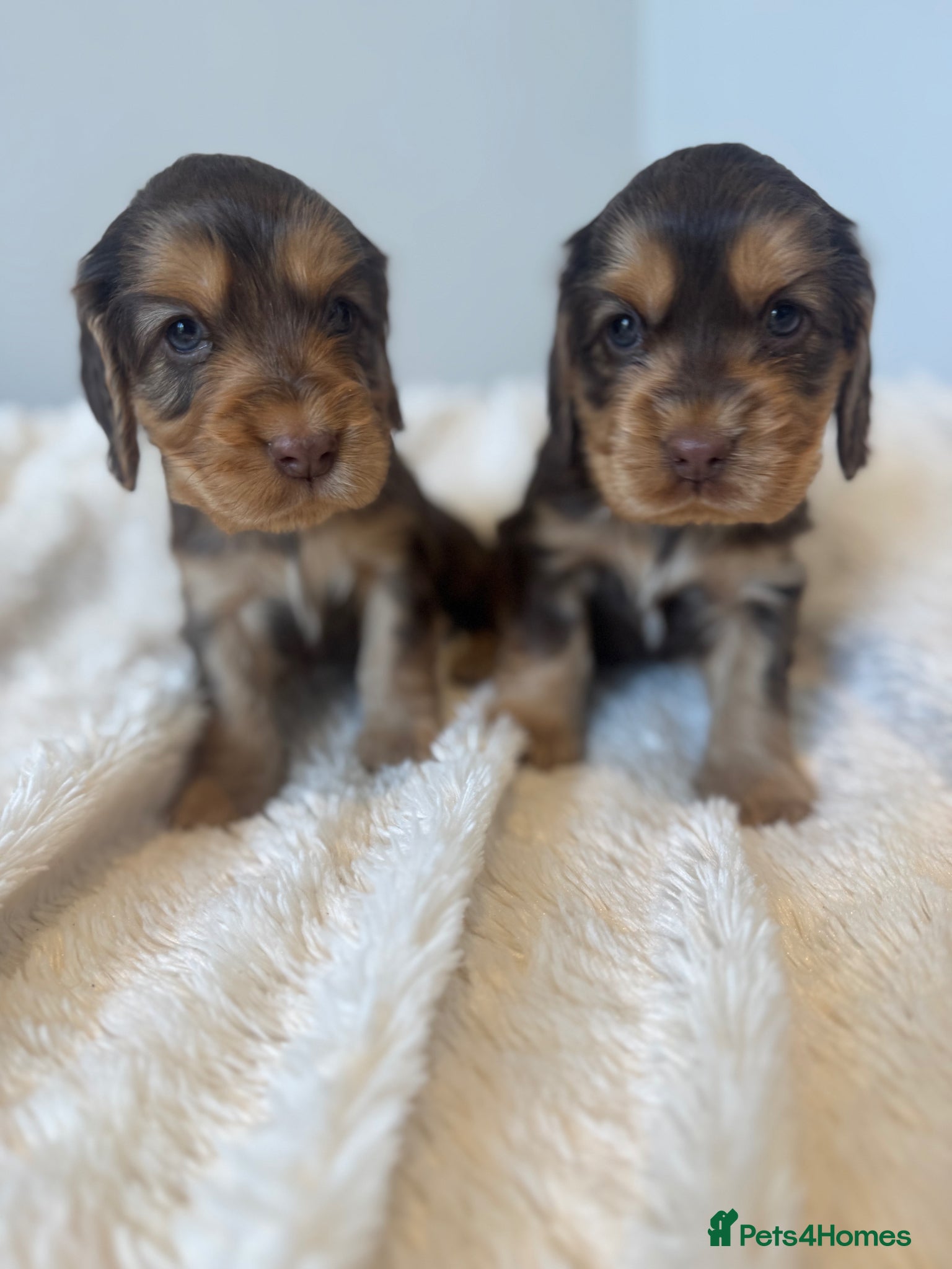 Cocker Spaniel dogs Stunning Show Cocker Spaniels  - Advert 1