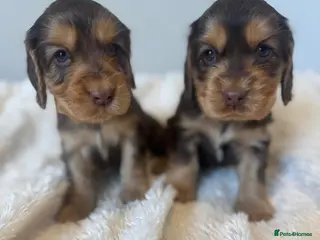 Cocker Spaniel dogs Stunning Show Cocker Spaniels - Advert 1