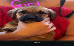 Mixed Breed dogs for sale: Available now! Mastiff / German Shephard puppies  - Advert 10