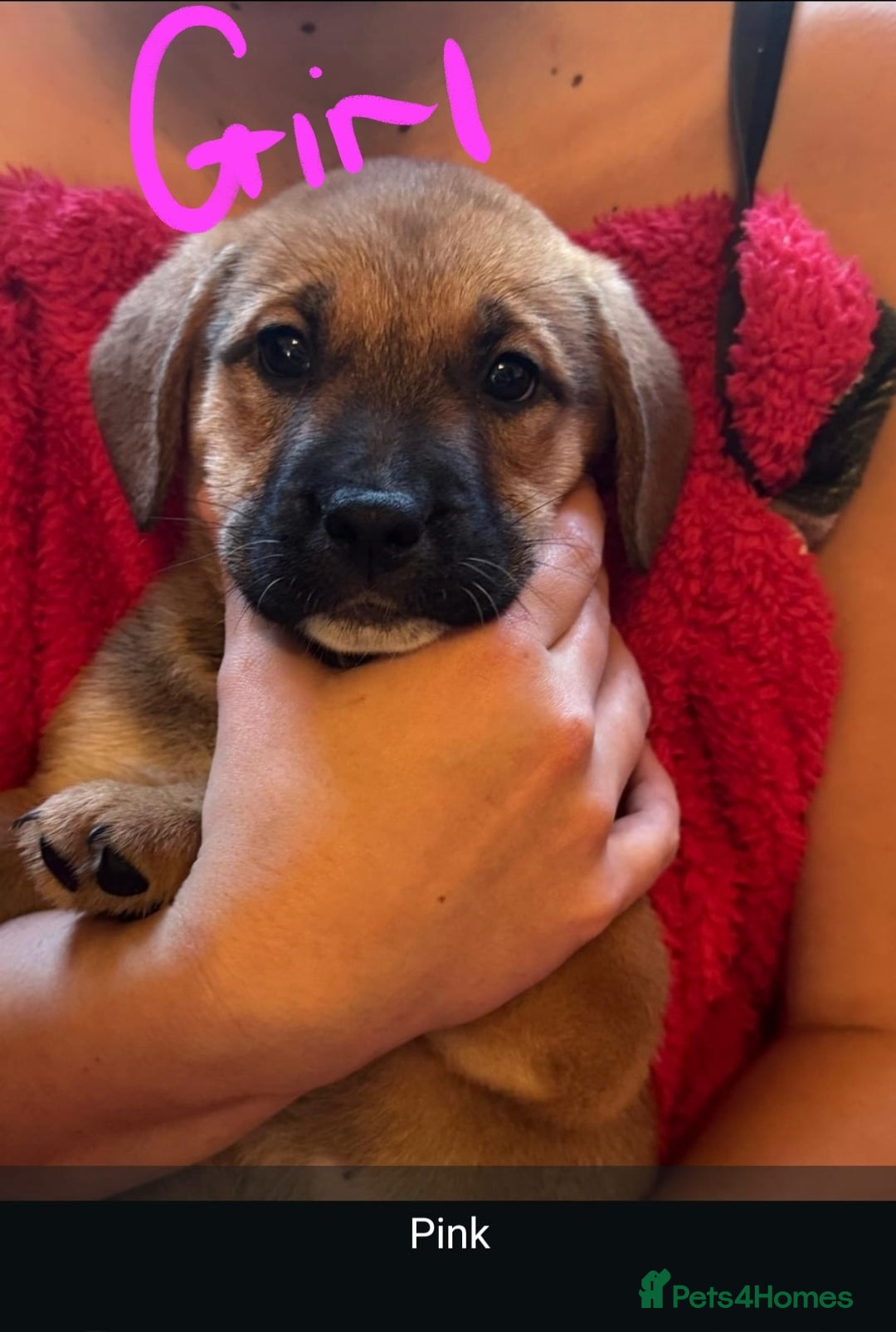 Mixed Breed dogs for sale: Available now! Mastiff / German Shephard puppies  - Advert 10