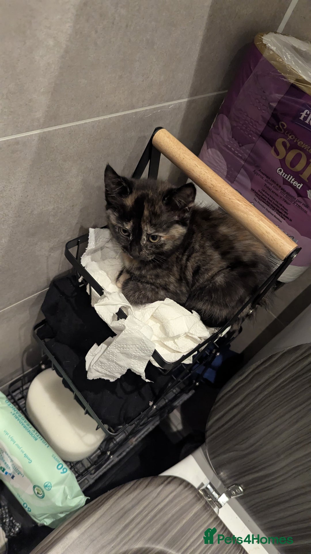 Mixed Breed cats for sale: Beautiful kittens - Advert 8