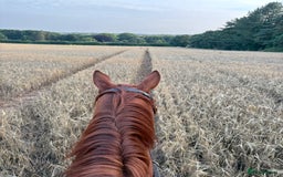 English Thoroughbred horses for sale: Five winds bunny b  - Image 12