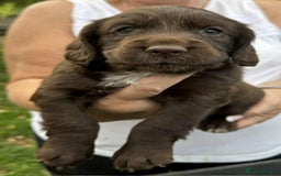 English Springer Spaniel dogs for sale: Spaniel puppies - Image 3