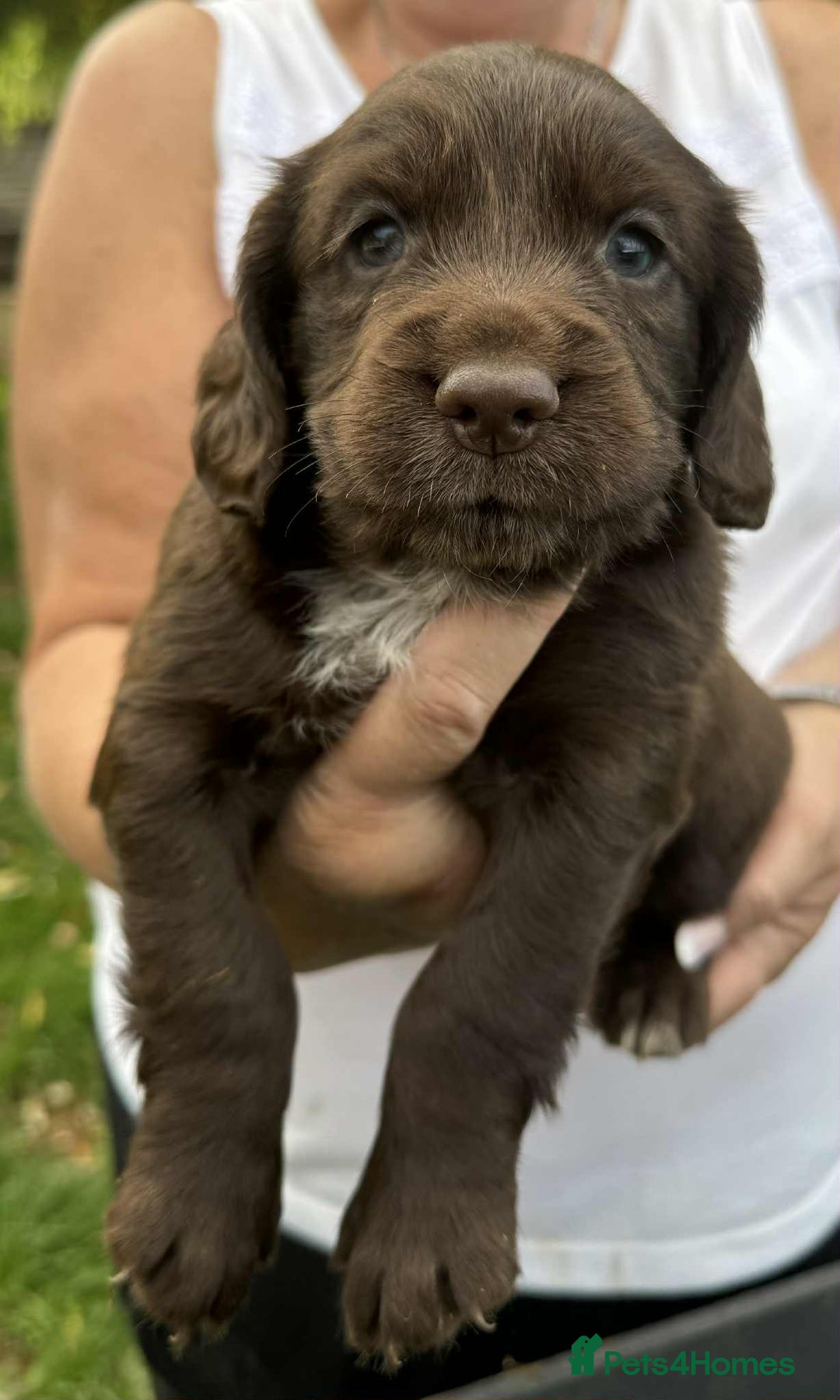 English Springer Spaniel dogs for sale: Spaniel puppies - Image 3
